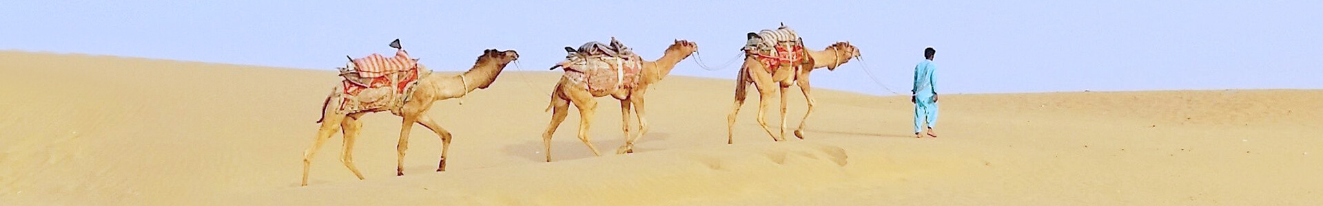camels-thar-desert-hukam-rajasthan